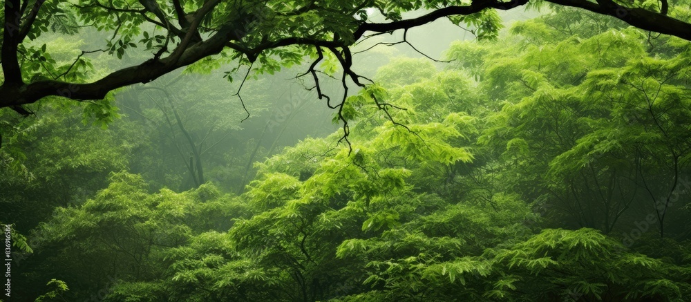 Fototapeta premium A contemporary and exquisite photograph showcasing lush green tree branches in a forest setting, with ample copy space image.