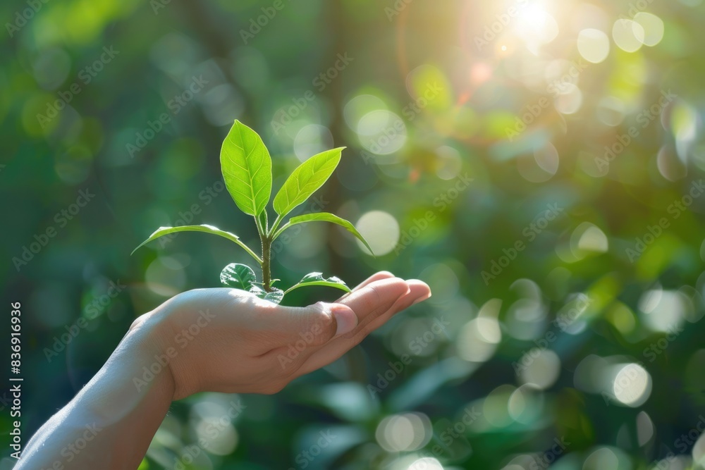 Hand holding young plant in nature eco Earth Day concept. Hand holding young plant in nature eco Earth Day concept.