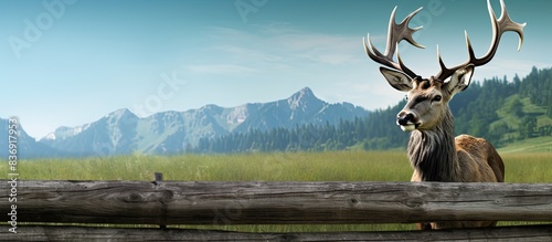 Elk with grey molted fur and a green ear tag captured in a farm field with a wooden fence in the background, perfect for a copy space image. photo