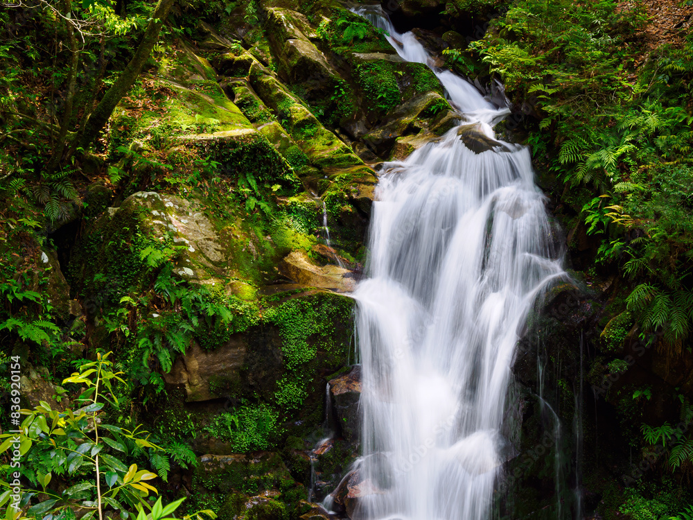 Fototapeta premium 滝 水の流れ