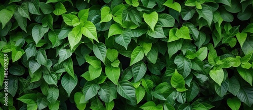 Green leaves create a natural wall background with copy space image.