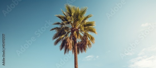 A majestic Royal Palm Tree captured from a unique perspective, showcasing its grandeur with a striking background and copy space image. © meristock