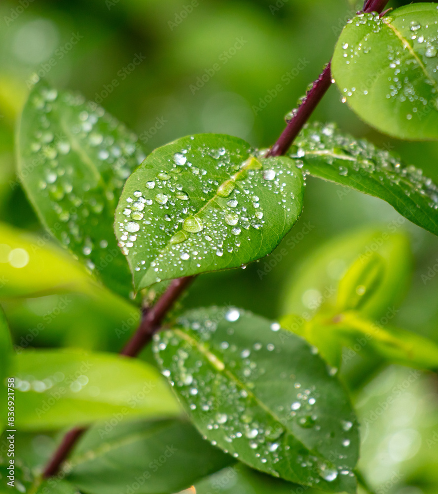 Drops of water on green leaves in nature Drops of water on green leaves in nature