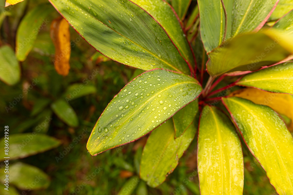 Drops of water on green leaves in nature Drops of water on green leaves in nature