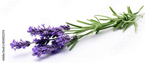 A Lavender stem, Lavandula angustifolia, Lavandula officinalis, isolated on a white background with copy space image. photo