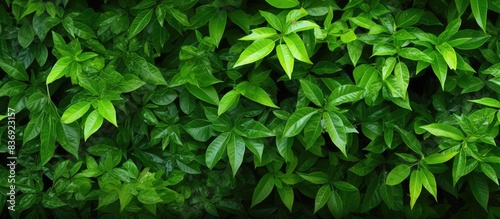 Wallpaper Mural Lush green foliage provides a natural backdrop with copy space image for text or graphics. Torontodigital.ca