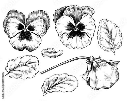 Pansy flower set hand drawn vintage vector sketch drawing	