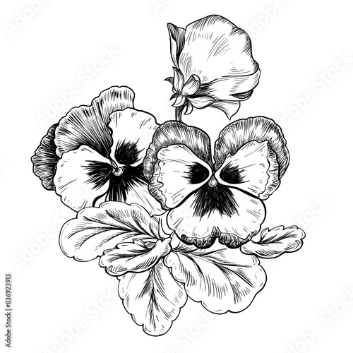 Pansy flower bouquet hand drawn vintage vector sketch drawing	