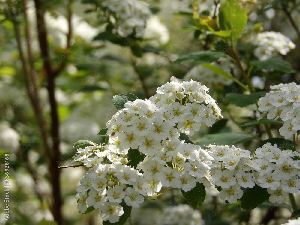 Fototapeta Zbliżenie na kwiaty rośliny z gatunku Spiraea cantoniensis