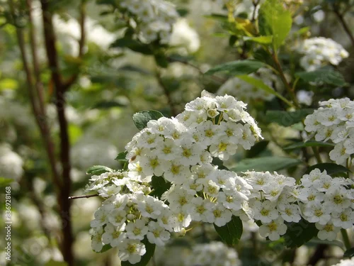Obraz Zbliżenie na kwiaty rośliny z gatunku Spiraea cantoniensis