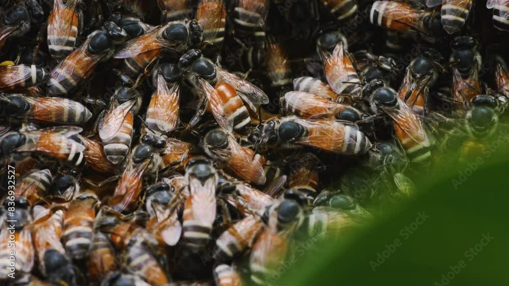 macro close up group of bees are gathered around a honeycomb. The bees are of different sizes and colors, with some being larger and others smaller, slow motion macro close up group of bees are gathered around a honeycomb. The bees are of different sizes and colors, with some being larger and others smaller, slow motion