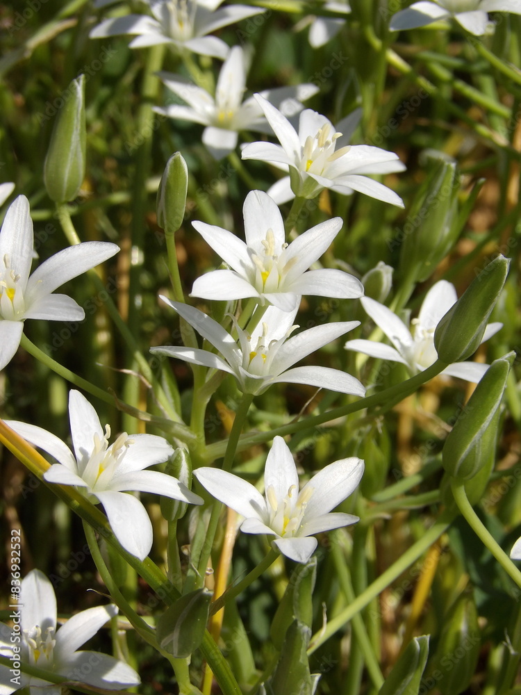 Zbliżenie na kwiat rośliny z gatunku Ornithogalum juncifolium Zbliżenie na kwiat rośliny z gatunku Ornithogalum juncifolium