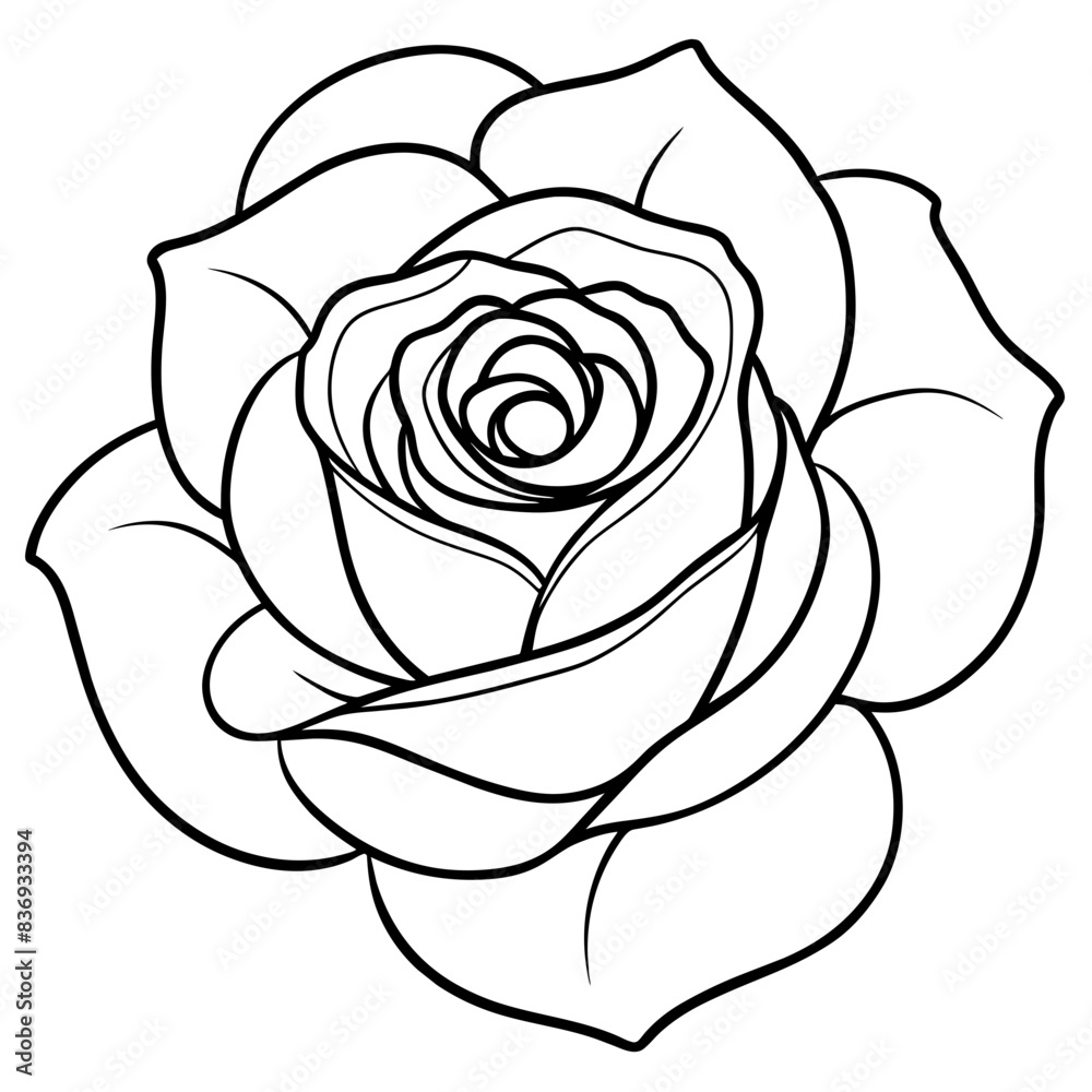 white rose isolated on black white rose isolated on black