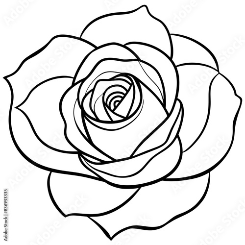 white rose isolated on black
