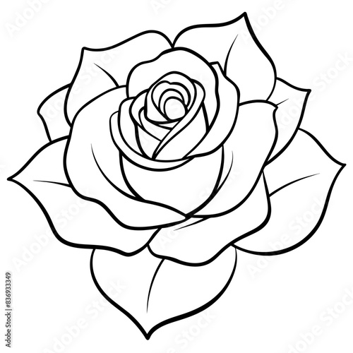 white rose isolated on black