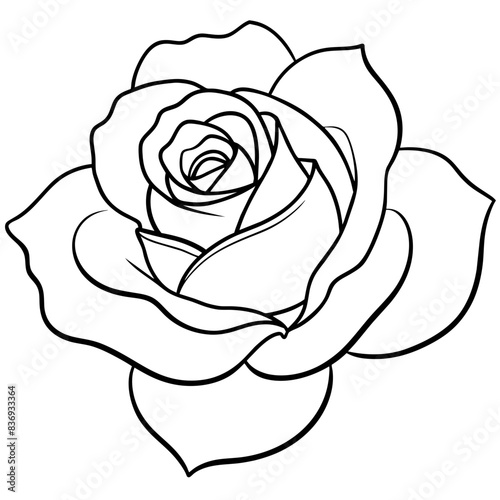 white rose isolated on black