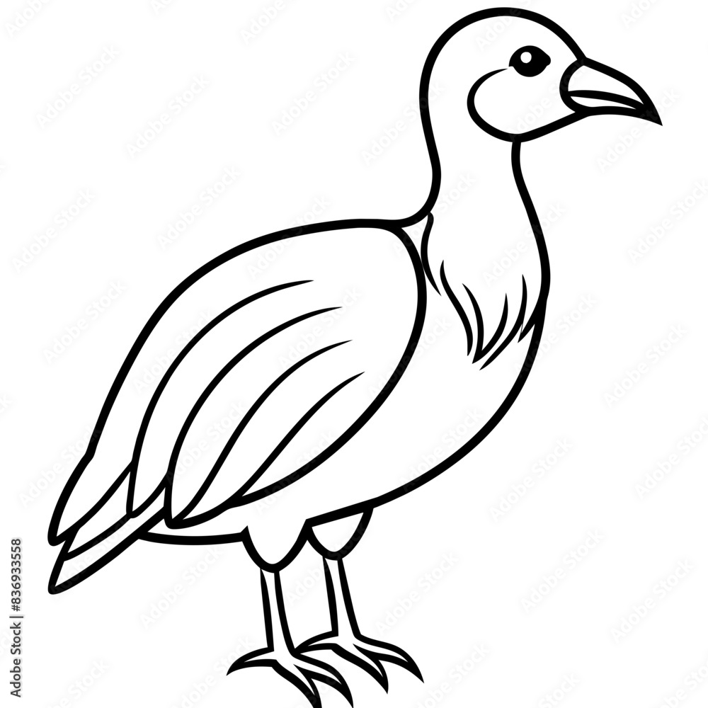 Fototapeta premium duck isolated