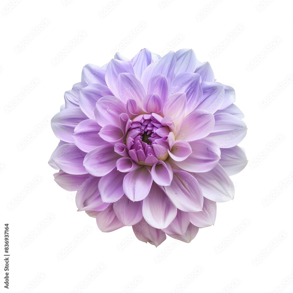 A Perfect Dahlia Blooms In Shades Of Light Purple And Pink, Its Petals A Testament To Nature'S Artistry Against The Blank Canvas A Perfect Dahlia Blooms In Shades Of Light Purple And Pink, Its Petals A Testament To Nature'S Artistry Against The Blank Canvas
