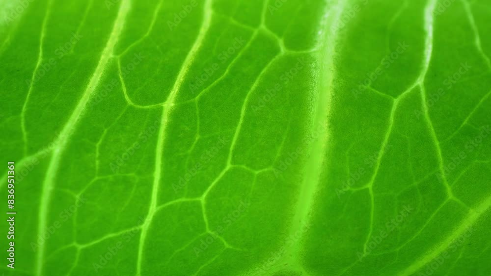 Delve into the close-up realm of a Cos lettuce leaf, where every delicate vein tells a story of growth and vitality, its vibrant green hue a symphony of freshness and natural elegance.
Delve into the close-up realm of a Cos lettuce leaf, where every delicate vein tells a story of growth and vitality, its vibrant green hue a symphony of freshness and natural elegance.