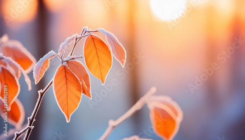 朝日に照らされた霜に覆われた紅葉した葉っぱ。晩秋・冬。
