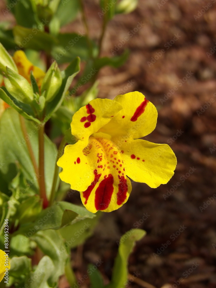 Zbliżenie na żółte kwiaty rośliny z gatunku Mimulus