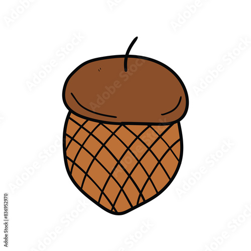 Hand drawn acorn doodle on white background.