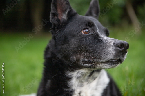 Dog with a sour eye on a green background Black Laika