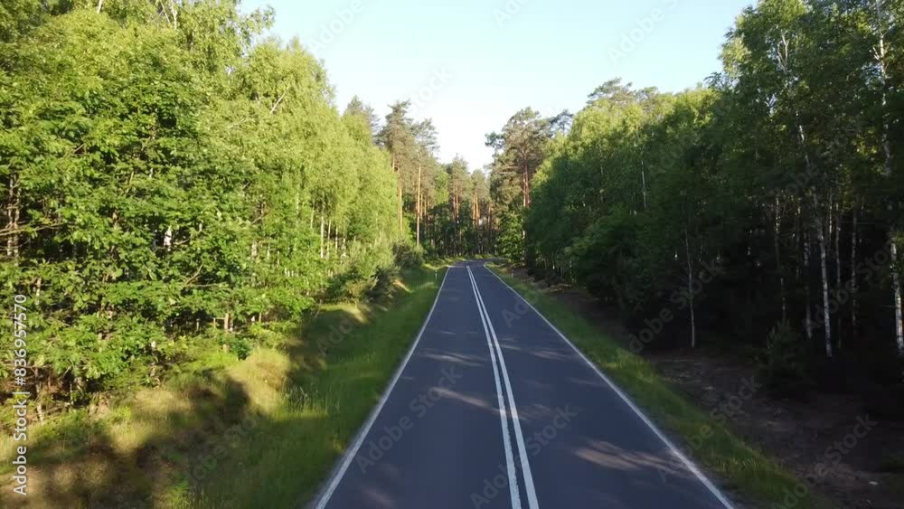 Wysokie drzewa w lesie oświetlone przez poranne słońce z drogą asfaltową pośrodku Wysokie drzewa w lesie oświetlone przez poranne słońce z drogą asfaltową pośrodku