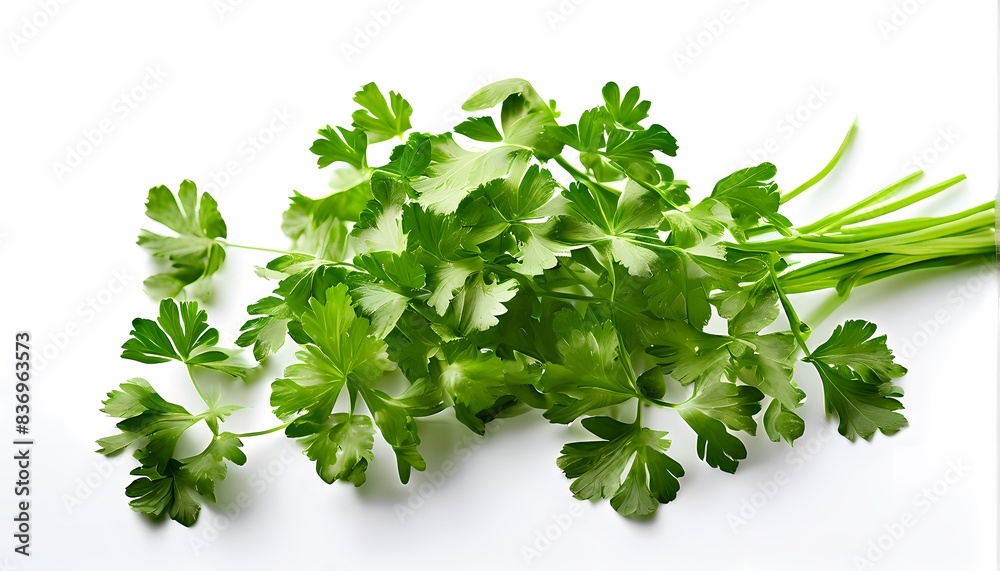 Cilantro bouquet positioned centrally on a pure white backdrop, AI Generated Cilantro bouquet positioned centrally on a pure white backdrop, AI Generated