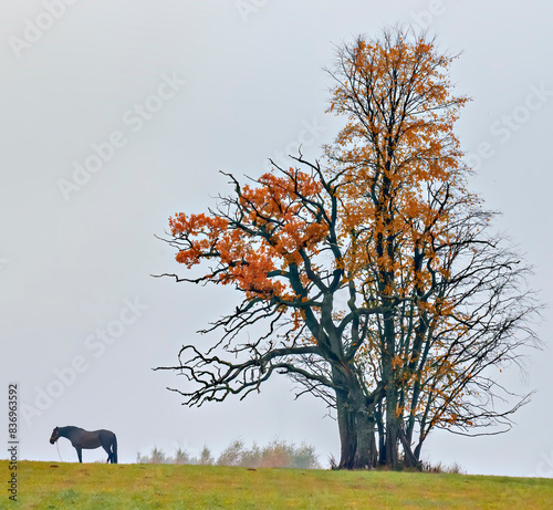 Old oak tree and a lonely horse, Landscape with mood