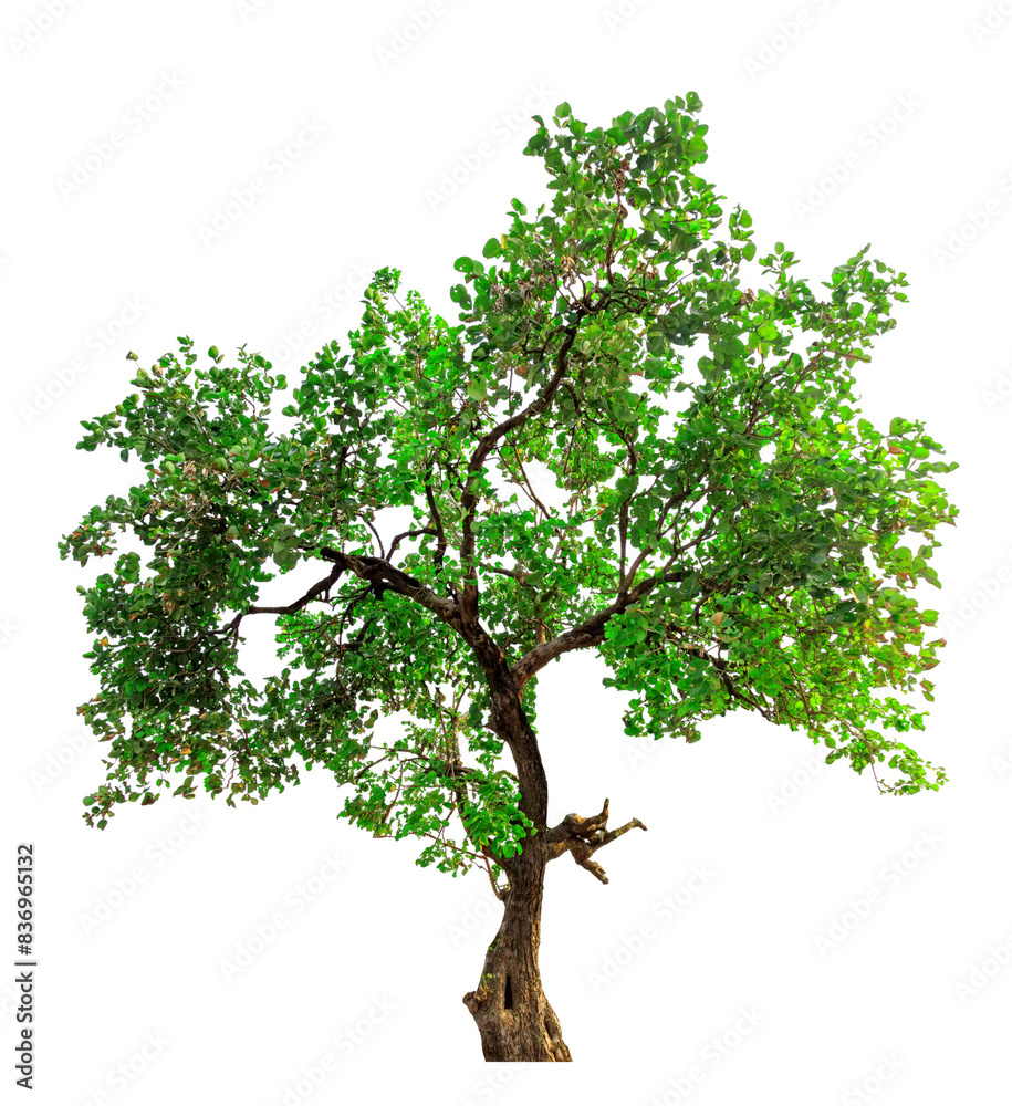 Isolated Green Tree on White Background