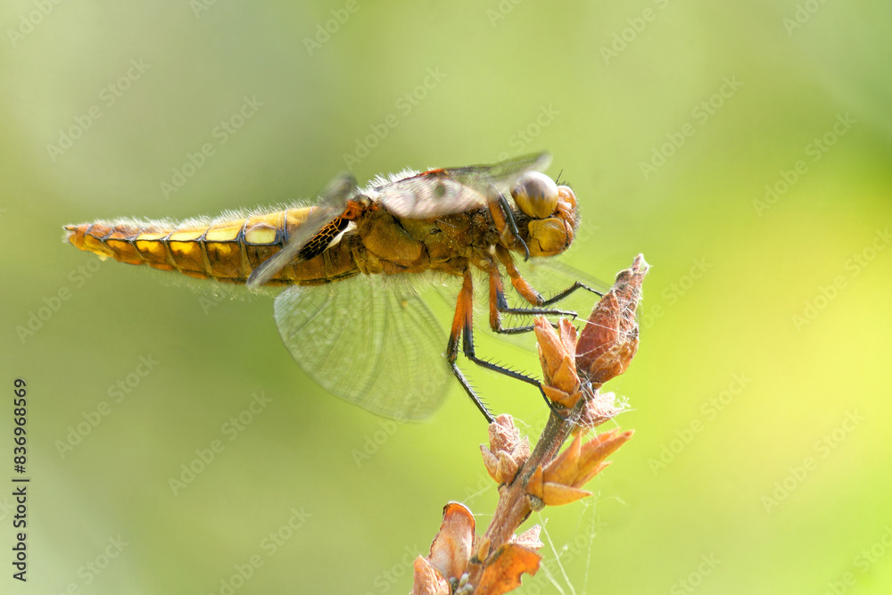 Plattbauchlibelle auf dem Ansitz Plattbauchlibelle auf dem Ansitz
