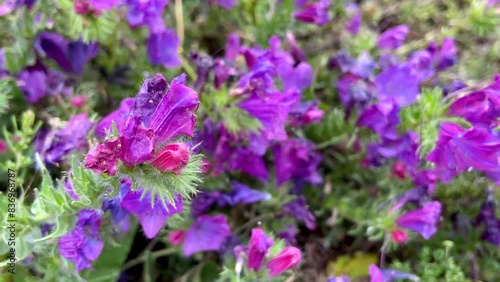 Echium lancerottense blue pink flowers close up.Tenerife,Canary Islands,Spain. photo