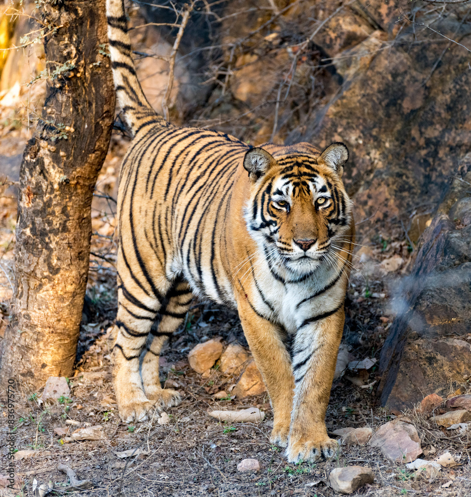 Obraz premium Stunning portrait of a tiger walking through the forest, showcasing its powerful presence
