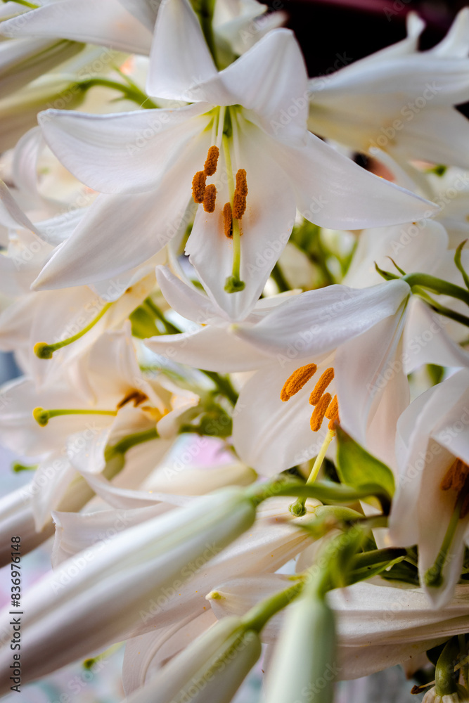 White lily flower White lily flower