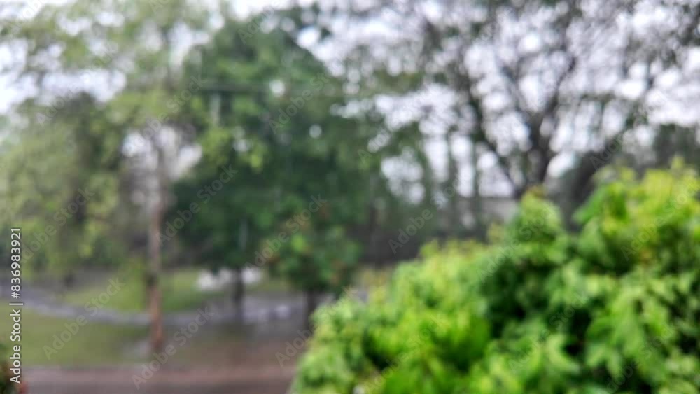 Soft focus raindrop on rainy day against tree background. Soft focus raindrop on rainy day against tree background.