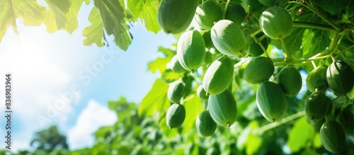 Outdoors, a low-angle view of unripe papaya fruits growing on a tree with copy space image. photo