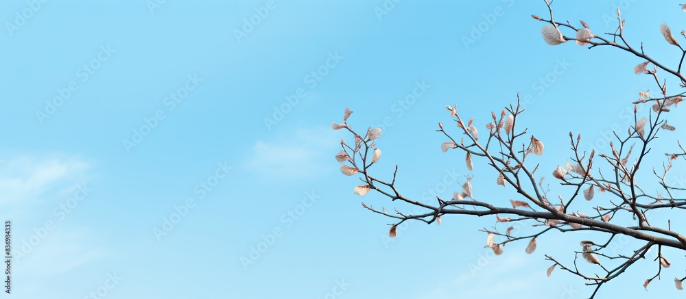 Tree branches reaching into the clear blue sky, creating an idyllic copy space image. Tree branches reaching into the clear blue sky, creating an idyllic copy space image.