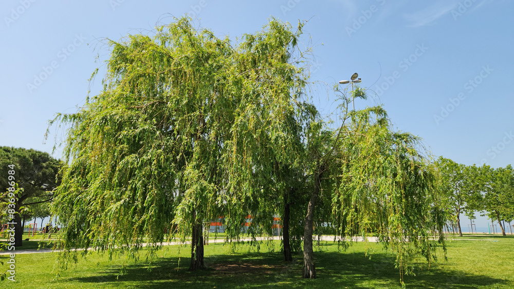 Babylon willow or weeping willow (Salix babylonica) in a city park Babylon willow or weeping willow (Salix babylonica) in a city park