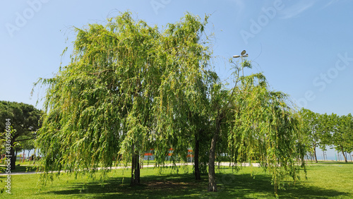 Babylon willow or weeping willow  Salix babylonica   in a city park