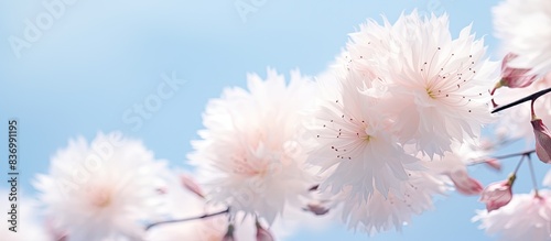 feathery flower blosoms. Creative banner. Copyspace image photo