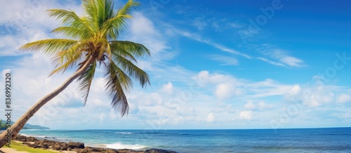 Beautiful sea view with palm tree on sunny day. Creative banner. Copyspace image