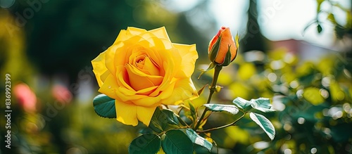 Fototapeta Naklejka Na Ścianę i Meble -  yellow blooming rose in the park. Creative banner. Copyspace image
