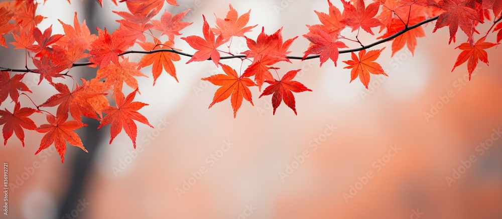 Close up background of maple leaves. Creative banner. Copyspace image Close up background of maple leaves. Creative banner. Copyspace image