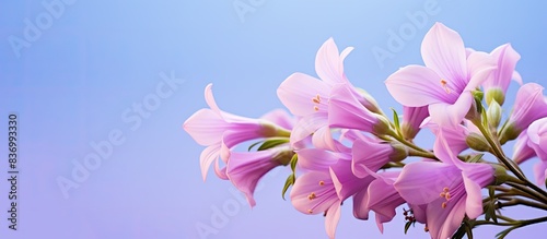 pink and purple campanula flower. Creative banner. Copyspace image