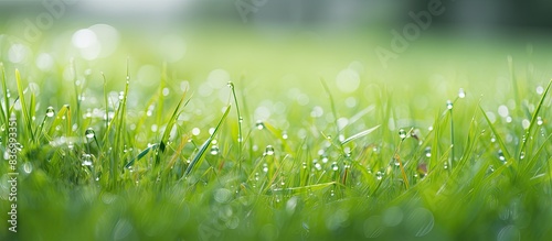 Panel kuchenny z motywem Green grass in the dew on the nature. Creative banner. Copyspace image