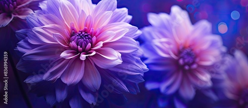 Bright violet flower. Creative banner. Copyspace image