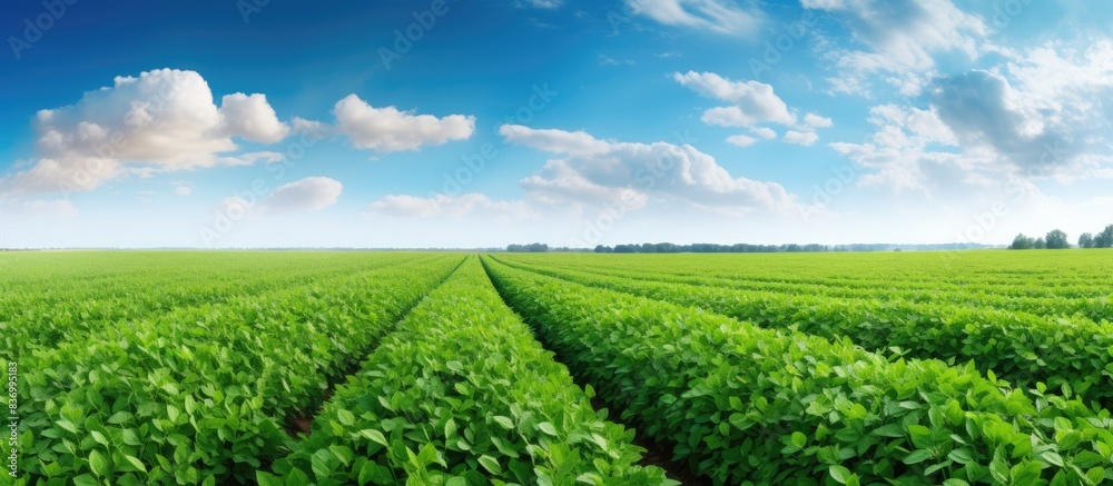 Green ripening soybean field Rows of green soybeans Soy plantation. Creative banner. Copyspace image Green ripening soybean field Rows of green soybeans Soy plantation. Creative banner. Copyspace image