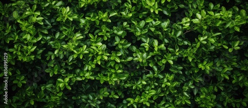 Green bush background. Creative banner. Copyspace image © HN Works