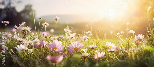 Flowers grass in sunlight beautiful landscape. Creative banner. Copyspace image © HN Works